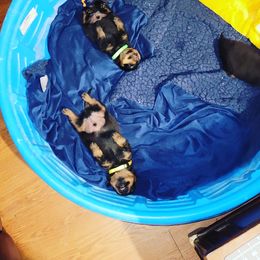 Rottweiler Puppies from Von Haus of Pearl