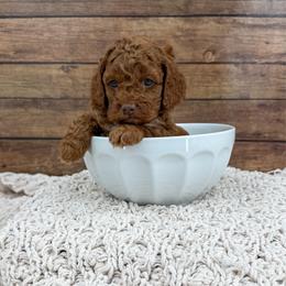 Rio - Red male Cockapoo puppy in Beresford, South Dakota from DAKOTA DOOD RANCH