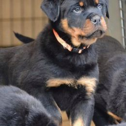 German Shepherds and Rottweilers from Von Alter Meister K9