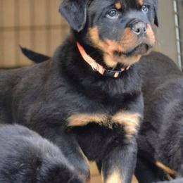 German Shepherds and Rottweilers from Von Alter Meister K9