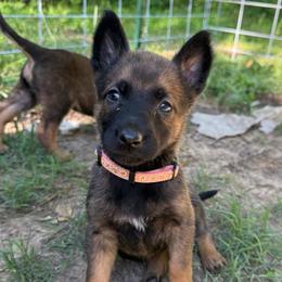 Zira - female Belgian Malinois puppy in Sheridan, Arkansas from Dark Sky Kennels