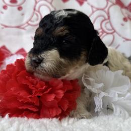 Snoopie - black and white Female with tan points - Parti female Poodle puppy in Canfield, Ohio from Poo's Doo's & Inu's