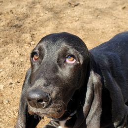 Basset Hounds from Buck Wild For Bassetts
