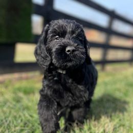 Miniature Schnauzers from County Line Schnauzers