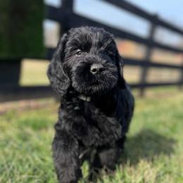 Miniature Schnauzers from County Line Schnauzers