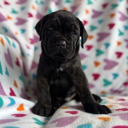 Orange collar - Chestnut brindle male Cane Corso puppy in Tucson, Arizona from Cane Corso Friends