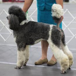 Poodles from Heartland Kennel