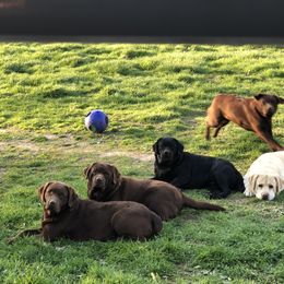 Labrador Retriever Puppies from Showtime Labradors