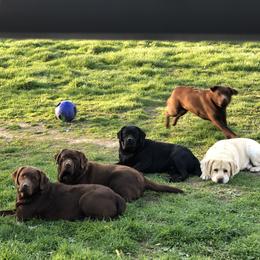 Labrador Retriever Puppies from Showtime Labradors