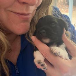 Tyche Female 2 AKC - Black female Dachshund puppy in Erie, Michigan from Champagne’s Grinch Toe’d Dachshunds