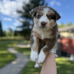 Boy 3 - male Australian Shepherd puppy in Washington from LIT Australian Shepherds