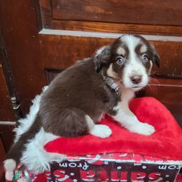 Border Collie Puppies from Real dogs that do real work!