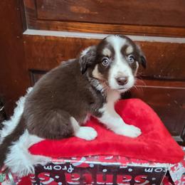 Border Collie Puppies from Real dogs that do real work!