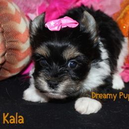 AKC Kala - Black tan and white female Biewer Terrier puppy in Kennesaw, Georgia from Dreamy Pups
