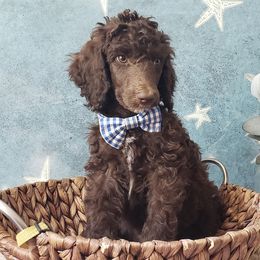 Poodle Puppies from Krystyana's Poodles