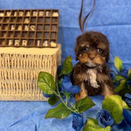 Mirabel choc tan boy - Brown and tan male Cockapoo puppy in Haines City, Florida from Camic Cockapoos