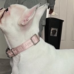 French Bulldogs, Poodles, and Yorkshire Terriers from Taste Of Flavor LLC