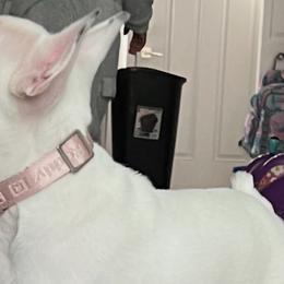 French Bulldogs, Poodles, and Yorkshire Terriers from Taste Of Flavor LLC