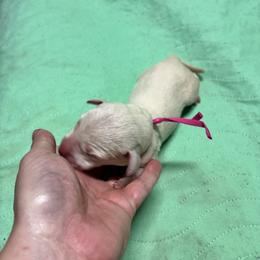Pink collar - White and liver brown female Dalmatian puppy in Wilson, North Carolina from New Horizonz Dalmatians