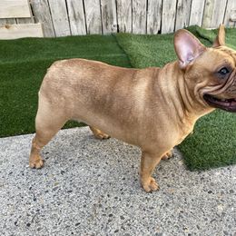 Buttercup - French Bulldog