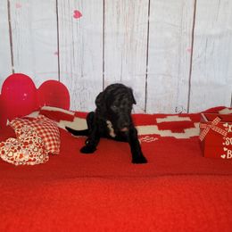 Poodle Puppies from Caboodles of Poodles