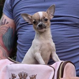 Vivian - Blue fawn female Chihuahua puppy in East Camden, Arkansas from RoyAl