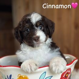 Cinnamon - Red tri-color female Aussiedoodle puppy in Lancaster, Minnesota from Finney Ranch