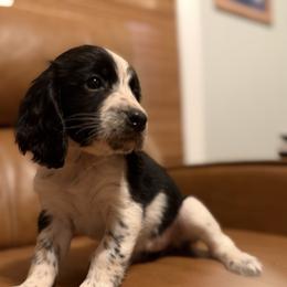 Austin - Black and white female English Springer Spaniel puppy in Arcadia, Florida from Redemption Fields Springer Spaniels