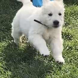 Golden Retriever and Jack Russell Terrier Puppies from Shelby Burleson's Golden Retrievers and Jack Russell Terriers