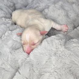 Baymax - Wheaten male Miniature Schnauzer puppy in Hertford, North Carolina from Little Bug Schnauzers