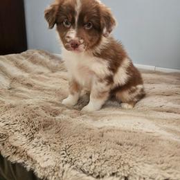 Noelle - Red merle female Australian Shepherd puppy in Millwood, Missouri from Small Town Australian Shepherds