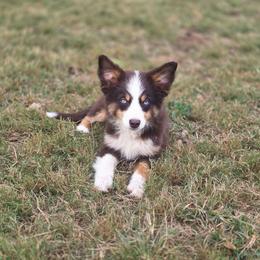 Heath (1,500) - Red tri male Toy Australian Shepherd puppy in Killen, Alabama from Wilkers Wholehearted Mini Aussies