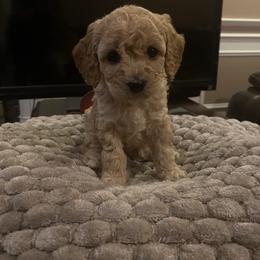 Suzie - Cream female Cavapoo puppy in Maple Falls, Washington from Daisy’s Cuddly Cavapoo