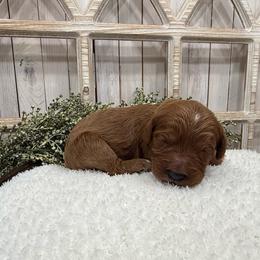 Scout (green) - Red male Cavapoo puppy in Cabool, Missouri from Big Gulch Puppies