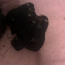 Boy 2 - male Yorkshire Terrier puppy in Cranston, Rhode Island from The Perfect Yorkie