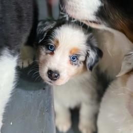 Australian Shepherd Puppies from Cooper Ridge Aussies
