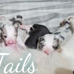 Border Collie and Siberian Husky Puppies from Alpine Tails