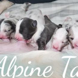 Border Collie and Siberian Husky Puppies from Alpine Tails