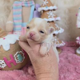 Emily Cratchit - Cream and white female Chihuahua puppy in Piqua, Kansas from Cute As A Cupcake Chihuahuas