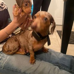 Dachshund Puppies from SouthernMama Doxies