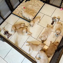 Golden Retriever Puppies from All shades Golden