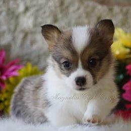 American Corgi and Pembroke Welsh Corgi Puppies from Magnolia Creek Corgis