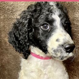 Pink Collar - Goldendoodle puppy in Justin, Texas from Roch Dog Ranch