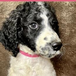 Pink Collar - Goldendoodle puppy in Justin, Texas from Roch Dog Ranch