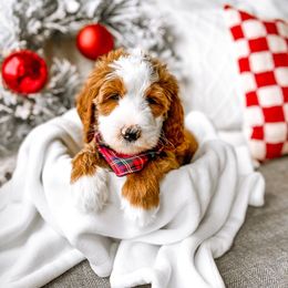 Sims - Red Bernedoodle puppy in Springville, Utah from Happy Doodle