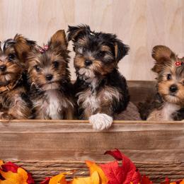Yorkshire Terriers from Our Yorkie Corner