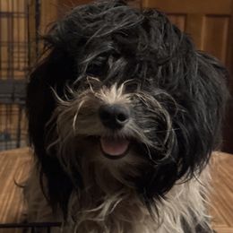 Cookie - Havanese