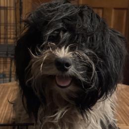 Cookie - Havanese