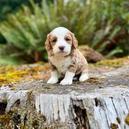 Duke (Green Collar) - Red male Bernedoodle puppy in Stanwood, Washington from Butter Cup Pups and Paws