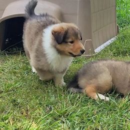 Collies from Posky Farm